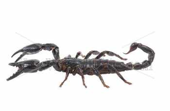 photo - scorpion-2-jpg